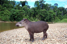 Peru-Amazon-Manu Amazon Adventure - Tapirs and Macaw Licks